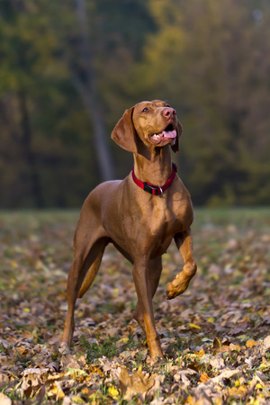 Magyar Vizsla hunting dog posingの写真素材