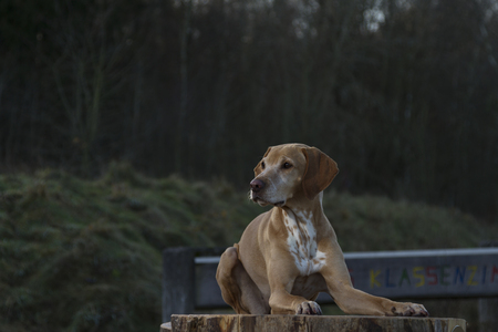 magyar Vizsla dog laid on a tree stumpの写真素材