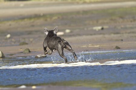 French bulldog runs at the beach waterline having fun
