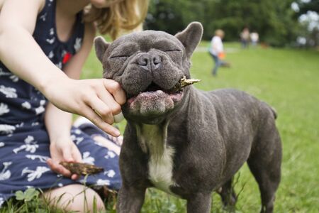 young girl with stick plays with a french bulldogの写真素材