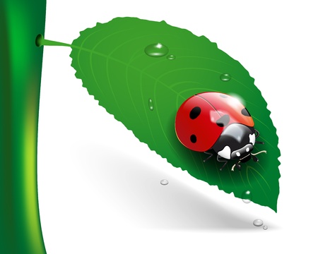 Ladybug on leaf with dew. Transparent vector - EPS10.のイラスト素材