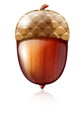 Vector illustration of glossy acorn on white backgroundのイラスト素材