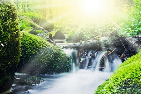 Creek and sun in the forestの写真素材