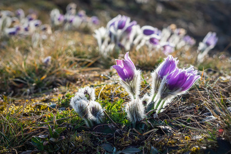 Blooming Pasque Flower on meadowの写真素材