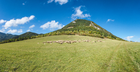 Herd of sheeps grazing on mountain pasture under blue sky with white clouds - Greater Fatra National Park, Slovakia, Europeの写真素材