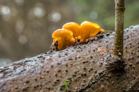 Edible mushrooms known as Enokitake, Golden Needle mushroom, Lily mushroom, seafood mushrooms, winter mushrooms or winter fungus, velvet foot, velvet stem or velvet shank (Flammulina velutipes)の写真素材