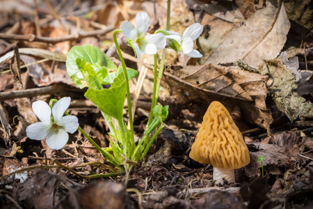 Detail shot of Verpa bohemica - edible and delicious mushroom commonly known as early morel or...