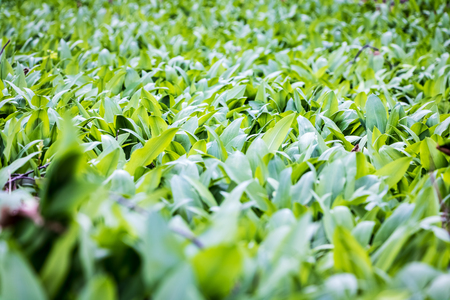 Allium ursinum known as ramsons, wild garlic, broad-leaved garlic, wood garlic, bear leek or bears...