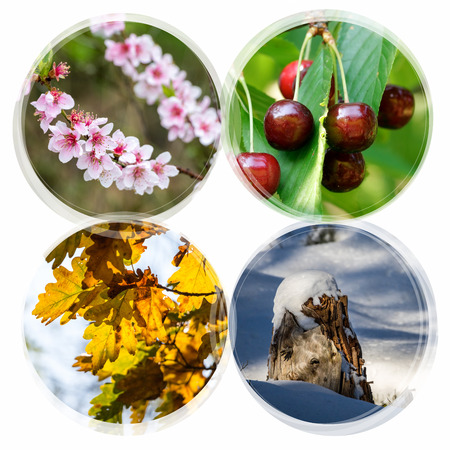 Four season collage - circle banners isolated on white background. All used photos belong to me.の写真素材