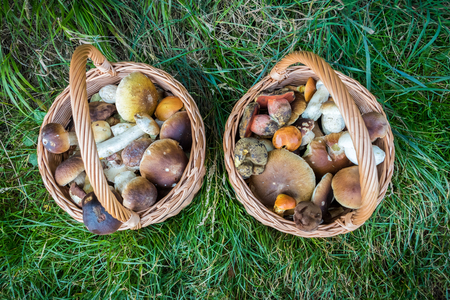 Still life with two wicker baskets with edible mushrooms on grassの写真素材