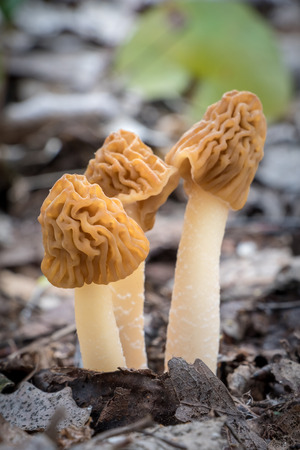 Edible and delicious mushrooms Verpa bohemica commonly known as early morel or wrinkled thimble-cap - Czech Republic, Europe.の写真素材