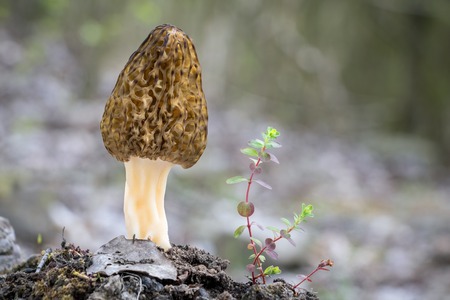 Detail view of amazing, edible and tasty morel mushroom with green plant and blurred background - Czech Republic, Europeの写真素材