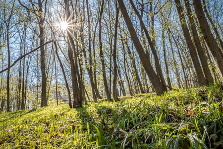 Sun rays in spring forest under blue sky - Czech Republic, Europeの写真素材