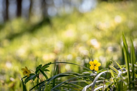 Detail of yellow flower in spring forest with blurred background - Czech Republic, Europeの写真素材