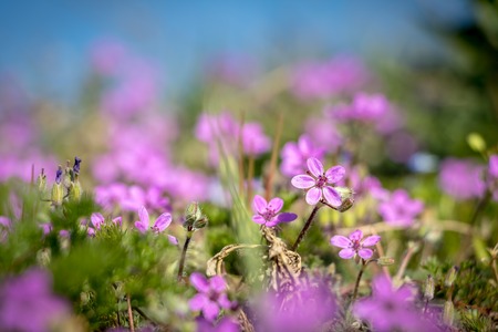 Detail of little pink flowers Erodium cicutarium under blue sky - spring sunny day in Czech Republic, Europeの写真素材
