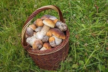 Wicker basket with tasty edible mushrooms (Boletus edulis and Leccinum versipelle) - Czech Republic, Europeの写真素材