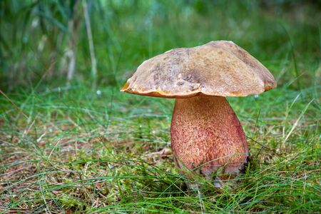 Close-up shot of amazing edible mushroom Neoboletus luridiformis in grass with blurred background