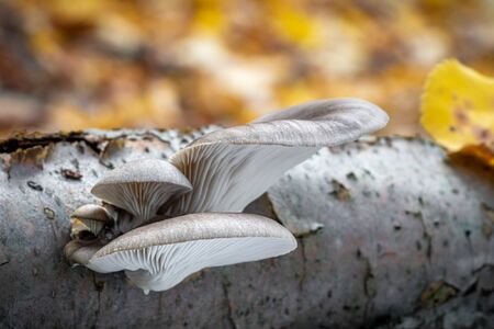 Edible mushroom Pleurotus ostreatus known as oyster mushroom in autumnal forest - Czech Republic, Europeの写真素材