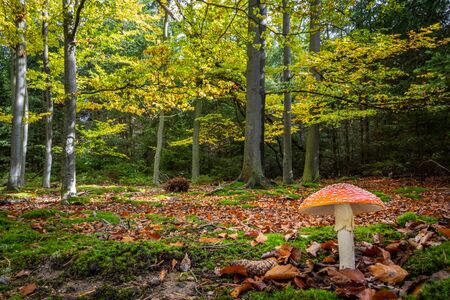 Colorful autumnal beech forest with fly agaric mushroom (Amanita muscaria). Czech Republic, Europe.の写真素材