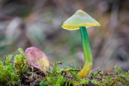 Gliophorus psittacinus commonly known as the Parrot Toadstool or Parrot Wax Cap. Macro shot of absolutely beautifully colored little mushroom. Czech Republic, Europe.の写真素材