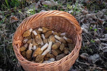 Wicker basket with edible early morel mushrooms in spring forest. Czech Republic, Europe.の写真素材