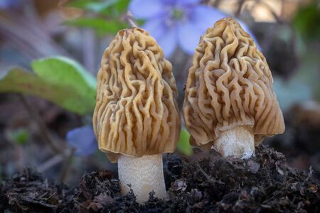 Detail shot of two pieces of Verpa bohemica - edible and delicious mushroom commonly known as early morel or wrinkled thimble-cap. Czech Republic, Europe.の写真素材