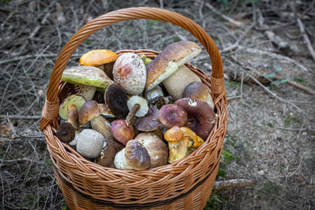Look into wicker basket with edible mushrooms in forest - Czech Republic, Europeの写真素材