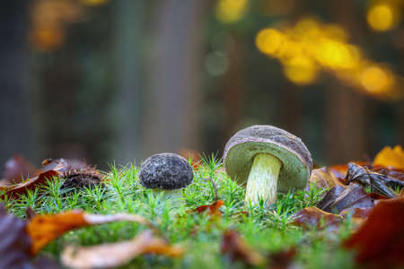Edible mushroom Xerocomellus pruinatus commonly known as matte bolete in amazing colorful autumnal...