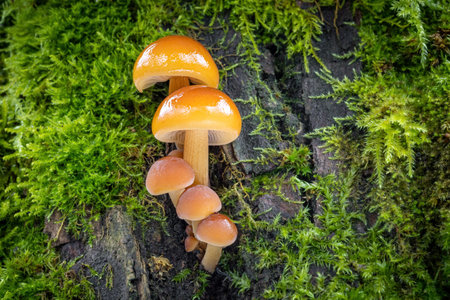 Detail shot of amazing edible mushrooms known as Enokitake, Golden Needle or winter mushrooms -...