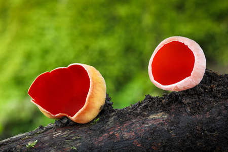 Sarcoscypha austriaca - amazing non-edible mushroom of early spring known as Scarlet elfcupの写真素材