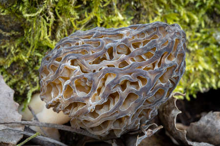 Shot of amazing, edible and tasty morel mushroom - Czech Republic, Europe