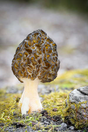 Shot of amazing, edible and tasty morel mushroom - Czech Republic, Europe