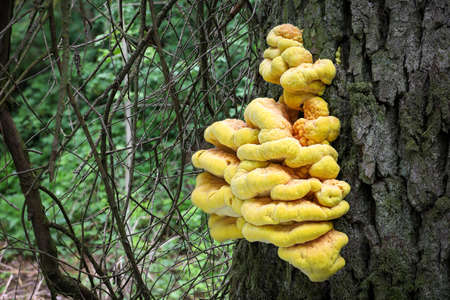 Edible mushroom Laetiporus sulphureus commonly known as crab of woods, sulfur polypore or Chicken of woods on tree trunk - Czech Republic, Europeの写真素材
