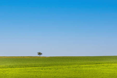 Spring or summer landscape with green meadow and solitaire tree on horizon under blue sky - Czech Republic, Europeの写真素材