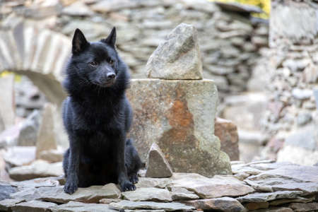 Black dog on on stone wall with blurred background - breed named Schipperkeの写真素材