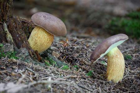 Shot of amazing edible Imleria badia commonly known as bay bolete in needles. Czech Republic,...