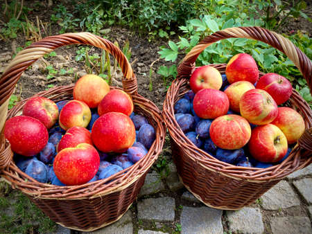 Knitted wooden baskets with blue plums and red apples - autumn village theme