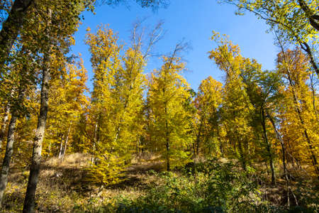 Colorful autumn forest and blue sky - Czech Republic, Europe