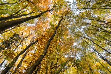 View into crowns of beautifully colored beeches in autumn forest - Czech Republic, Europe