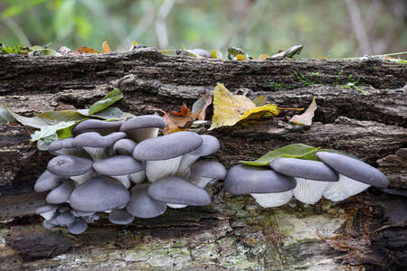 Edible mushroom Pleurotus ostreatus known as oyster mushroom on old tree stem - detail of autumn...