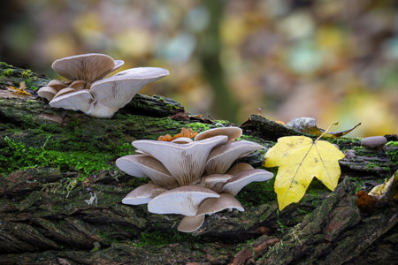 Edible mushroom Pleurotus ostreatus known as oyster mushroom on old tree stem - detail of autumn...