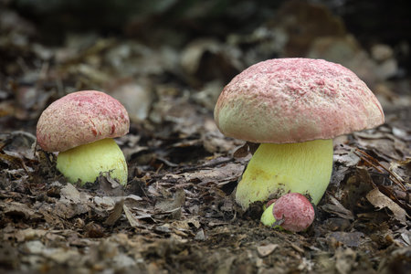 Butyriboletus regius (formerly Boletus regius), commonly known as royal bolete or red-capped butter bolete - very beautiful and rare mushroom. Czech Republic, Europe.の写真素材