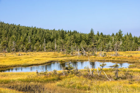 Peat bog with little lake and spruce forest under blue sky - Jizera Mountains, Czech Republic, Europeの写真素材