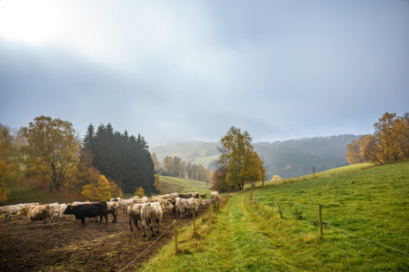 Herd of cows behind electric fence on green under cloudy sky in autumn landscape - agricultural farm in Czech Republic, Europeの写真素材