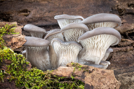 Edible mushroom Pleurotus ostreatus known as oyster mushroom on old tree stem - detail of autumn landscape. Czech Republic, Europe.の写真素材