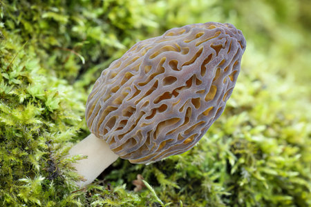 Shot of amazing, edible and tasty morel mushroom - Czech Republic, Europeの写真素材