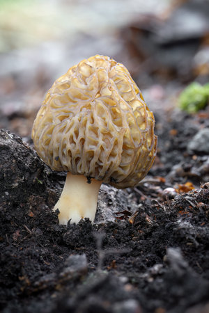 Shot of amazing, edible and tasty morel mushroom - Czech Republic, Europeの写真素材