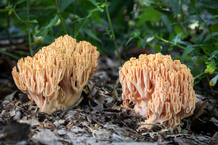 Close-up shot of mushrooms Ramaria species commonly known as pink coral fungus - Czech Republic, Europeの写真素材