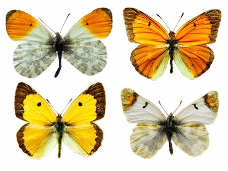isolated butterfliesの写真素材
