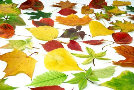 Autumn leaf